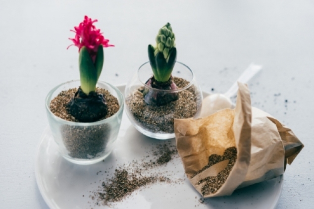 gallery/spring-plant-transplantation-in-vermiculite-and-glass-vase