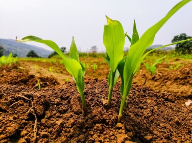 gallery/young-corn-plant
